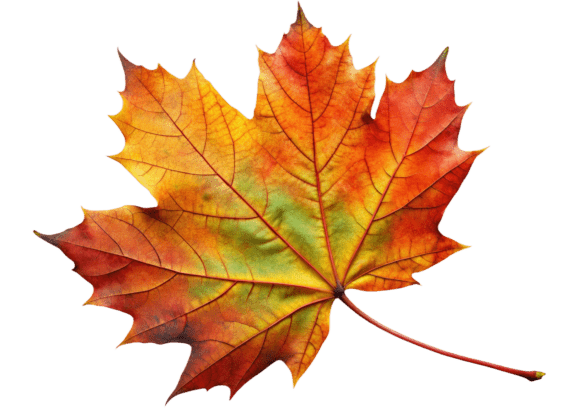 3D Autumn Maple Leaf Watercolor PNG